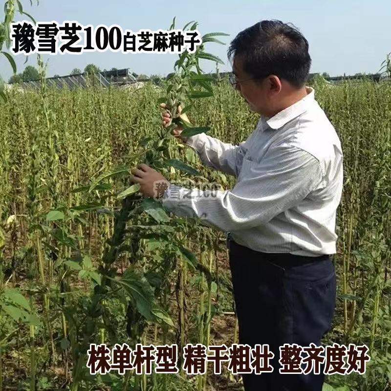 豫雪芝100白芝麻种子航天选育高产抗病抗倒高油芝麻种籽孑
