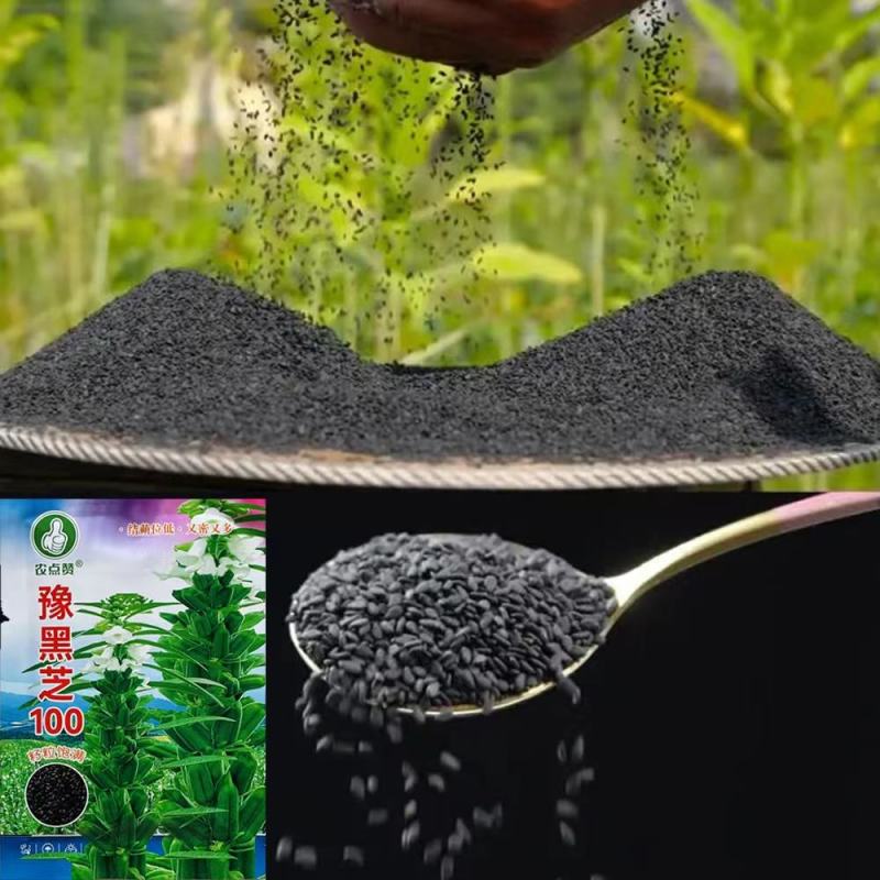 豫雪芝100白芝麻种子航天选育高产抗病抗倒高油芝麻种籽孑