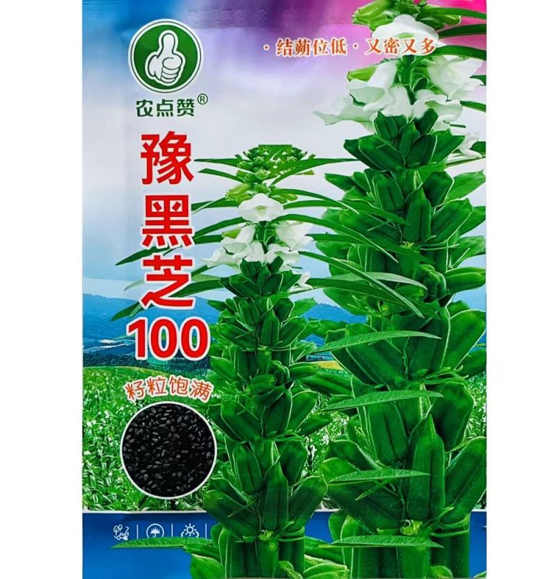 豫雪芝100白芝麻种子航天选育高产抗病抗倒高油芝麻种籽孑