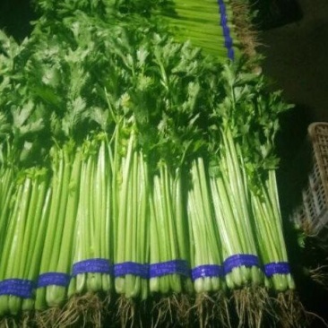 香芹，各种美食搭配主菜