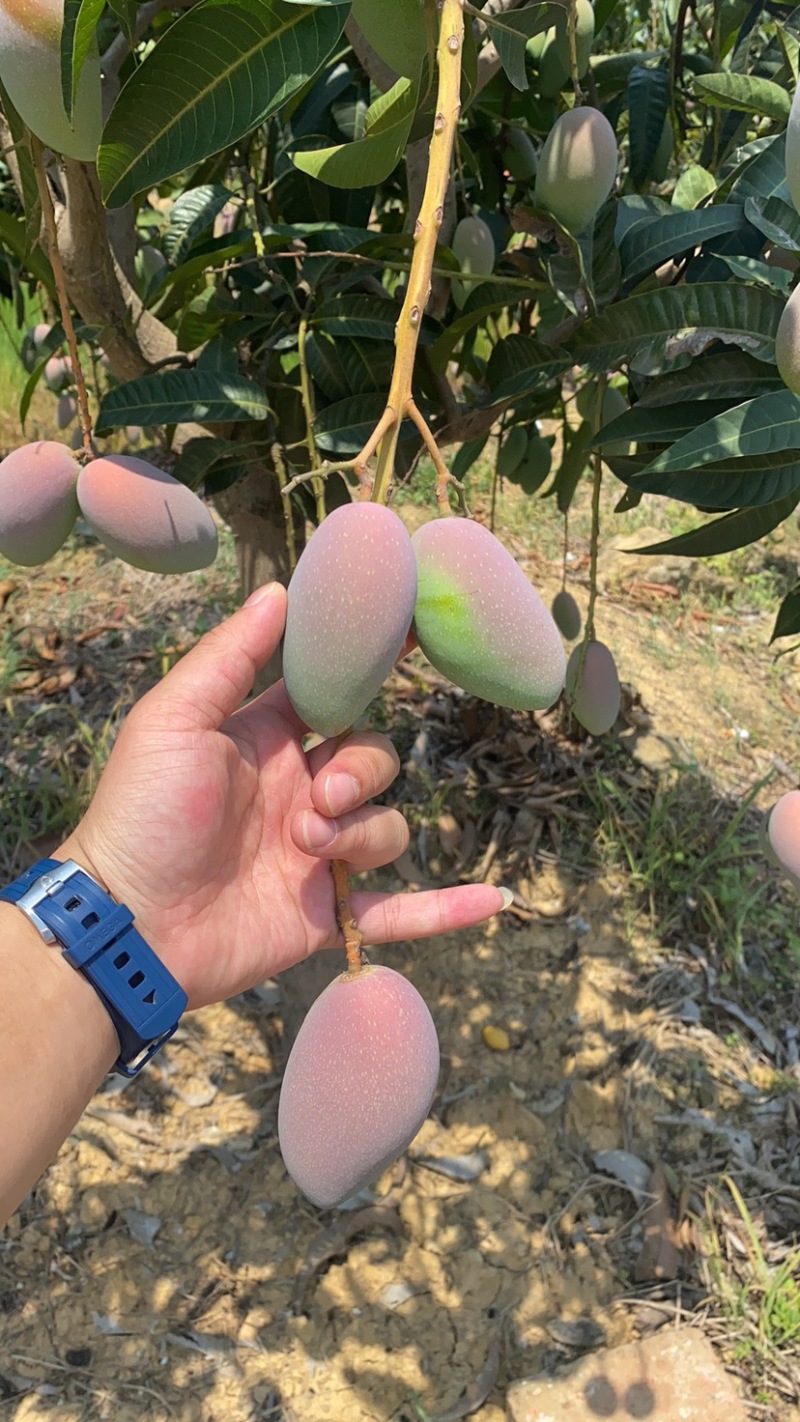 百色贵妃芒一件代发产地直发电商直播团购优选