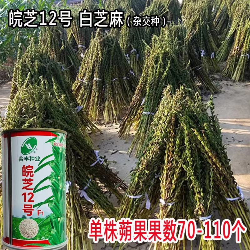 豫雪芝100白芝麻种子航天选育高产抗病抗倒高油芝麻种籽孑