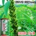 豫雪芝100白芝麻种子航天选育高产抗病抗倒高油芝麻种籽孑