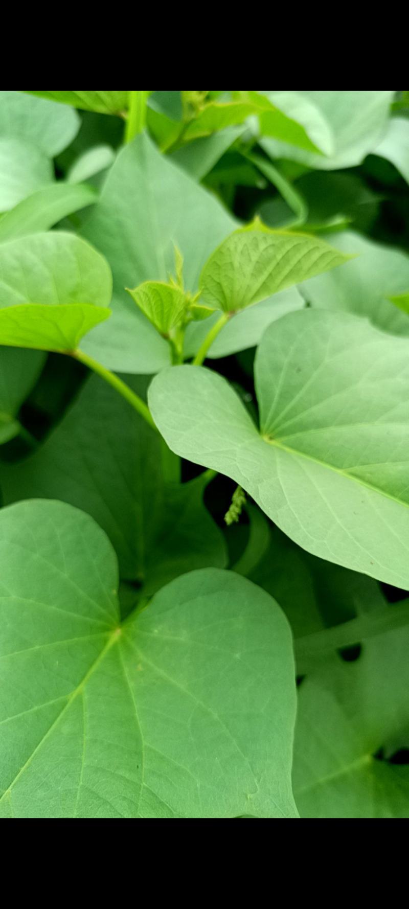 新鲜署尖