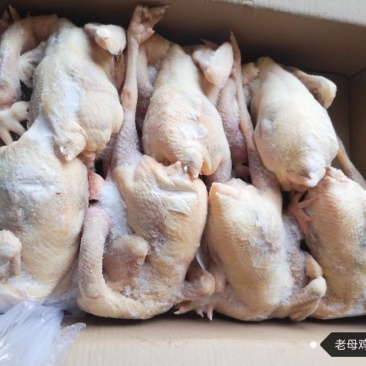 老母白条鸡（规格齐全）