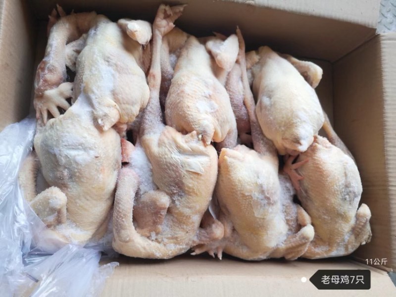 老母白条鸡（规格齐全）