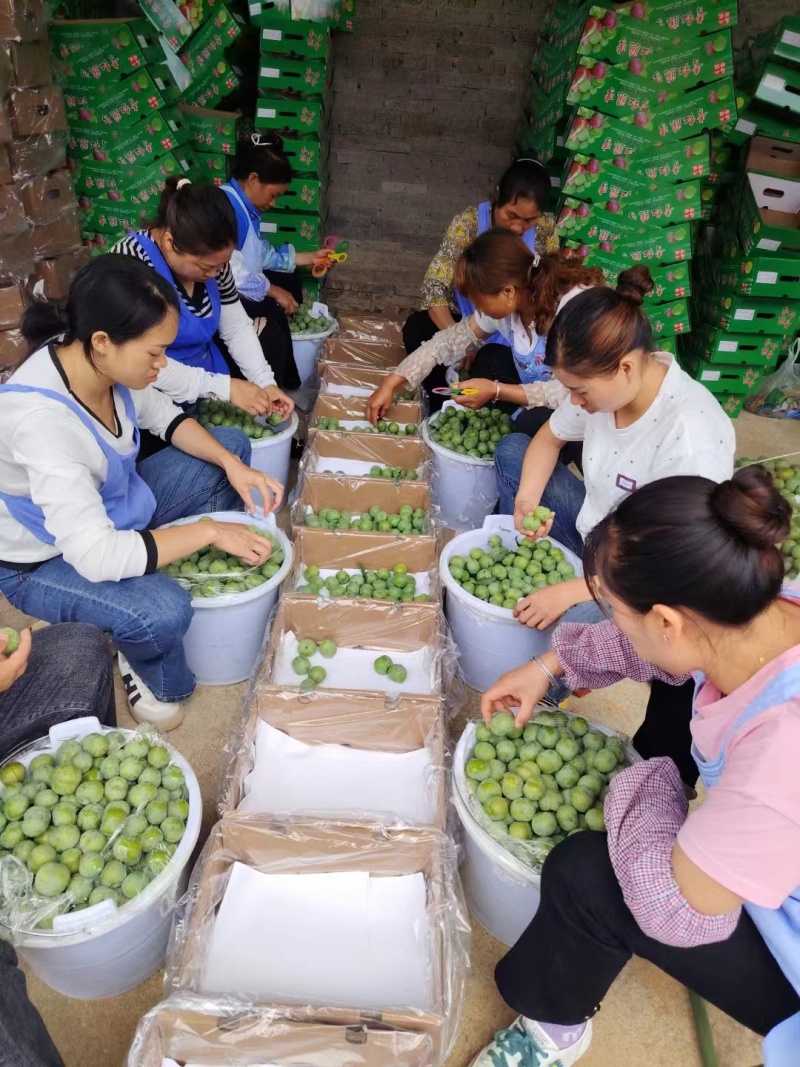 湖北李子，青脆李，八宝丹，澳洲红，货量充足，价优