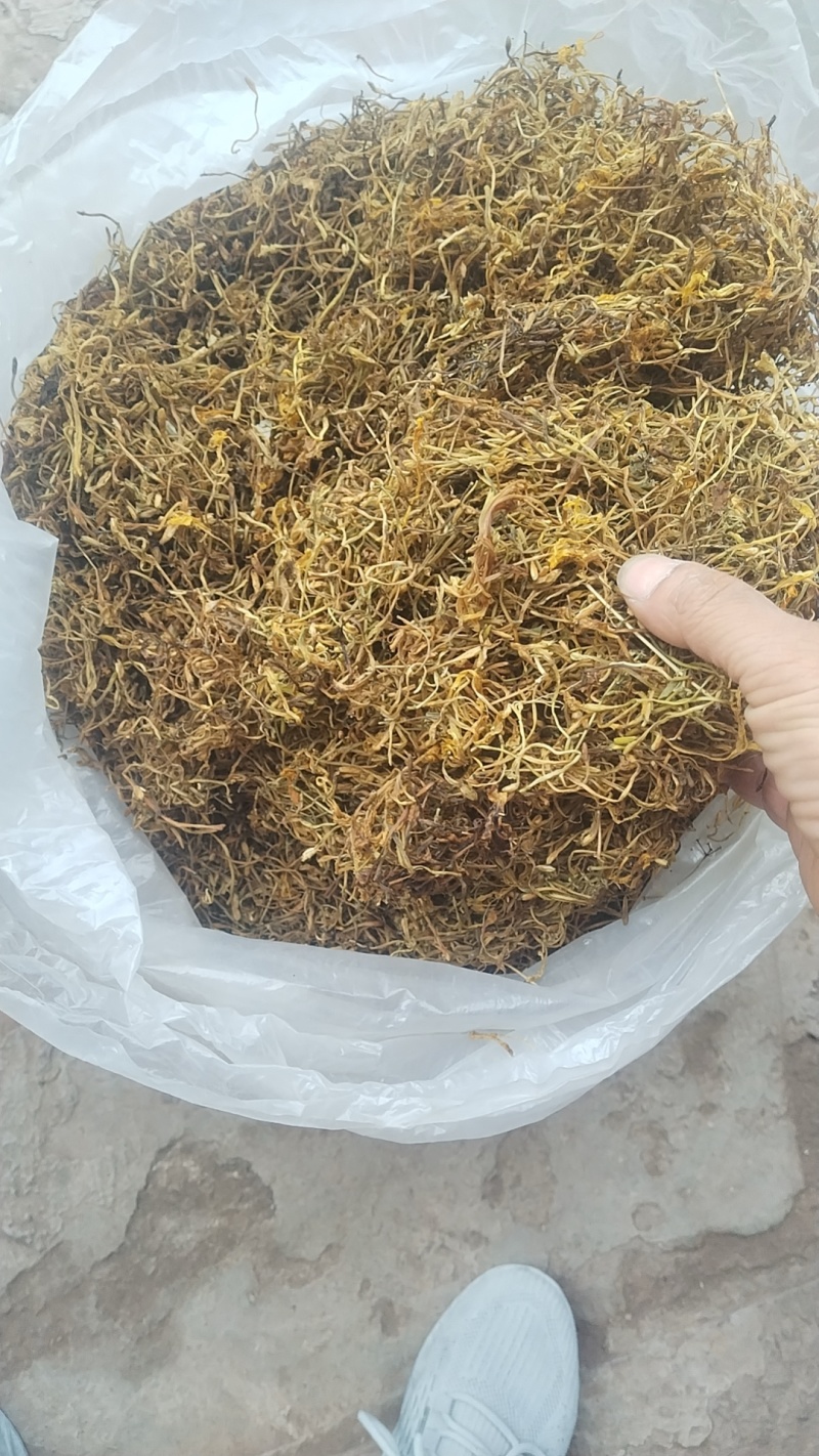 四川宜宾四季金银花，产地直达，品质保证，欢迎合作共赢