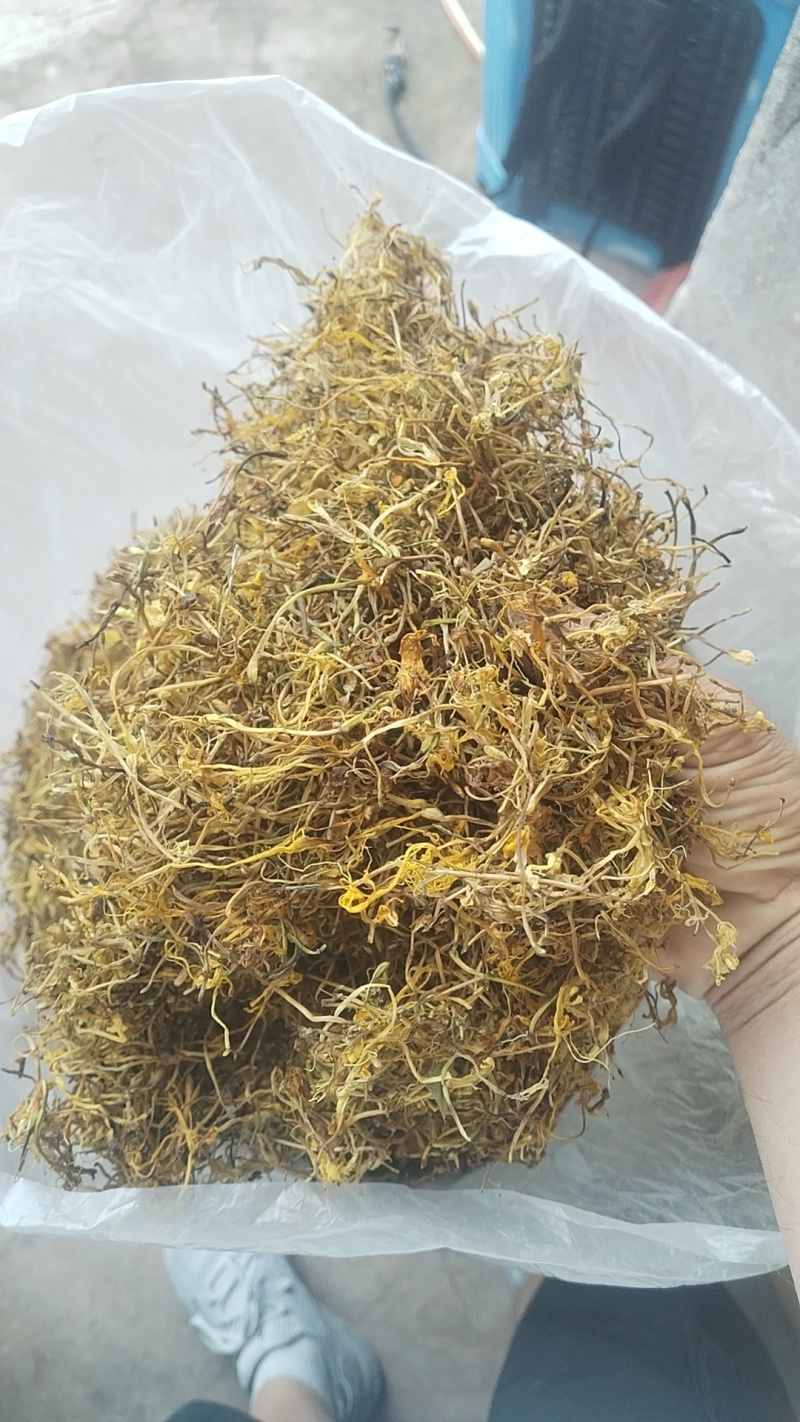 四川宜宾四季金银花，产地直达，品质保证，欢迎合作共赢
