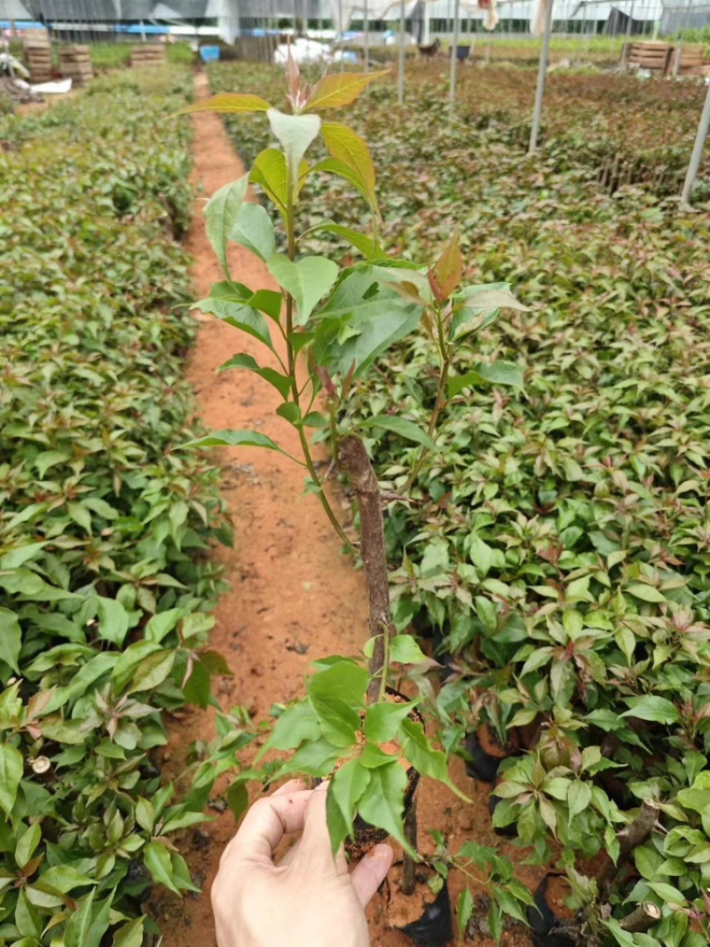 热火桑巴三角梅