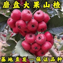 大磨盘大果山楂苗品种纯真基地直发成活率高抗寒山楂苗