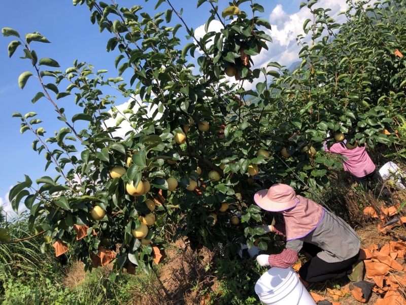 水晶梨新鲜梨子精品6两以上大量上市现摘现发个大水分多