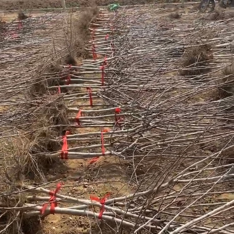 大磨盘大果山楂苗品种纯真基地直发成活率高抗寒山楂苗