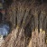 大磨盘大果山楂苗品种纯真基地直发成活率高抗寒山楂苗