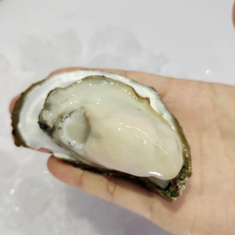 生蚝湛江生蚝广东生蚝水产商用整件批发