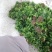 黄连苗湖北恩施黄连苗\黄连种苗经济中药材苗，根茎可如药！