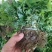 黄连苗湖北恩施黄连苗\黄连种苗经济中药材苗，根茎可如药！