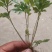 黄连苗湖北恩施黄连苗\黄连种苗经济中药材苗，根茎可如药！