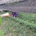 黄连苗湖北恩施黄连苗\黄连种苗经济中药材苗，根茎可如药！