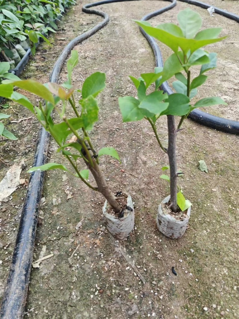 潮州红无纺布三角梅
