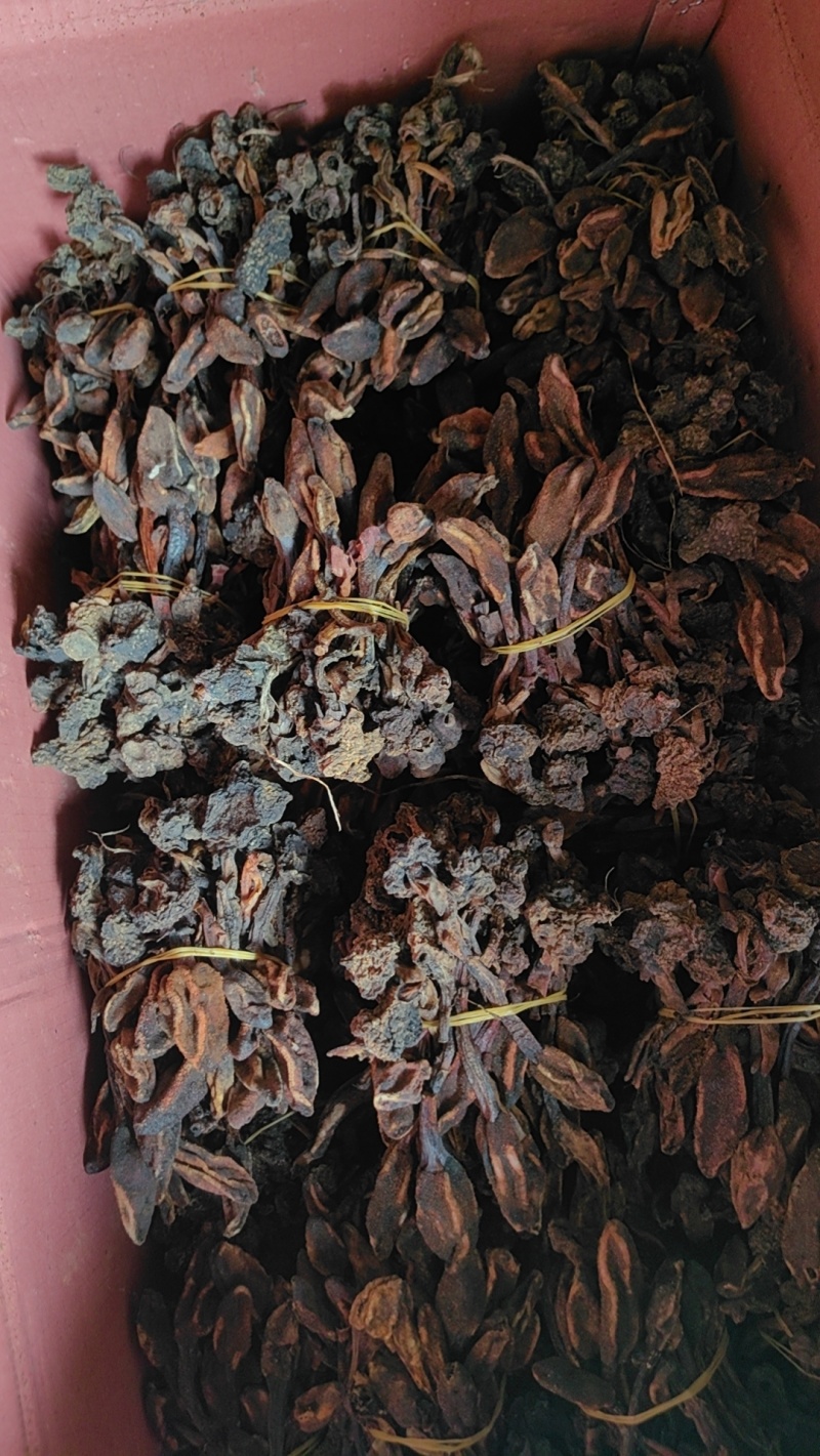 回春草扎巴大全草