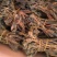 回春草扎巴大全草