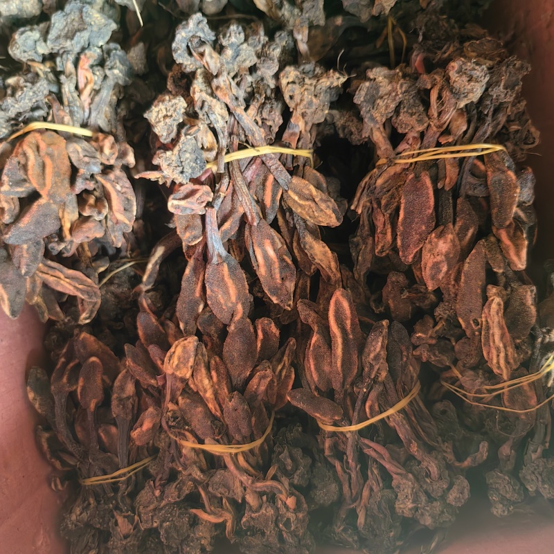 回春草扎巴大全草
