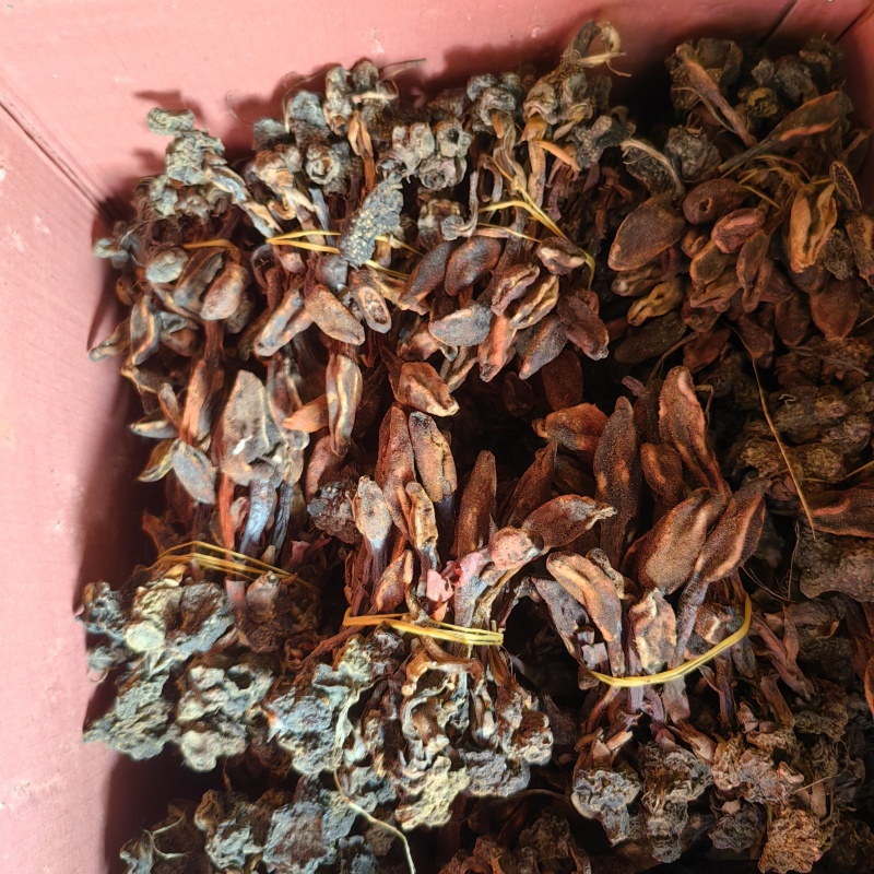 回春草扎巴大全草