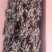 回春草扎巴大全草