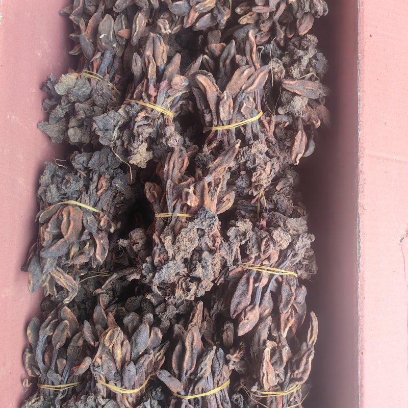 回春草扎巴大全草