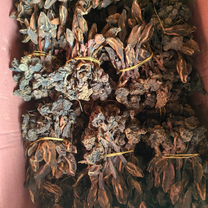 回春草扎巴大全草
