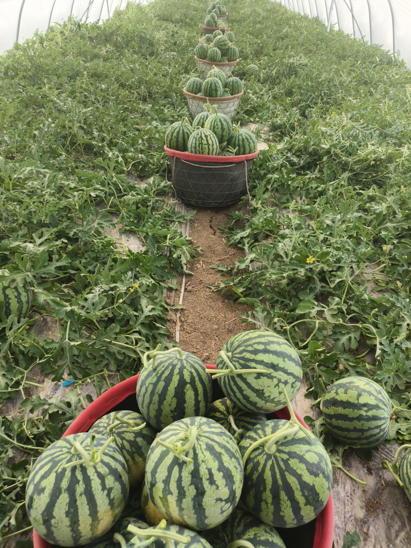 西瓜甜度高品质好孩子必吃