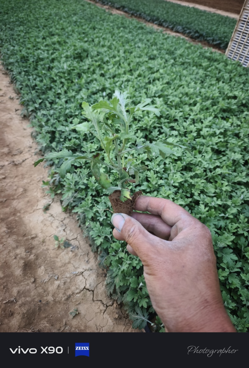 国庆节，千头菊，穴盘苗，大量现货