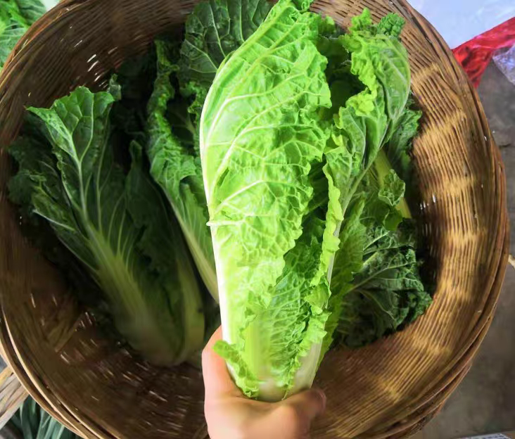 青杂三号白菜切片特写