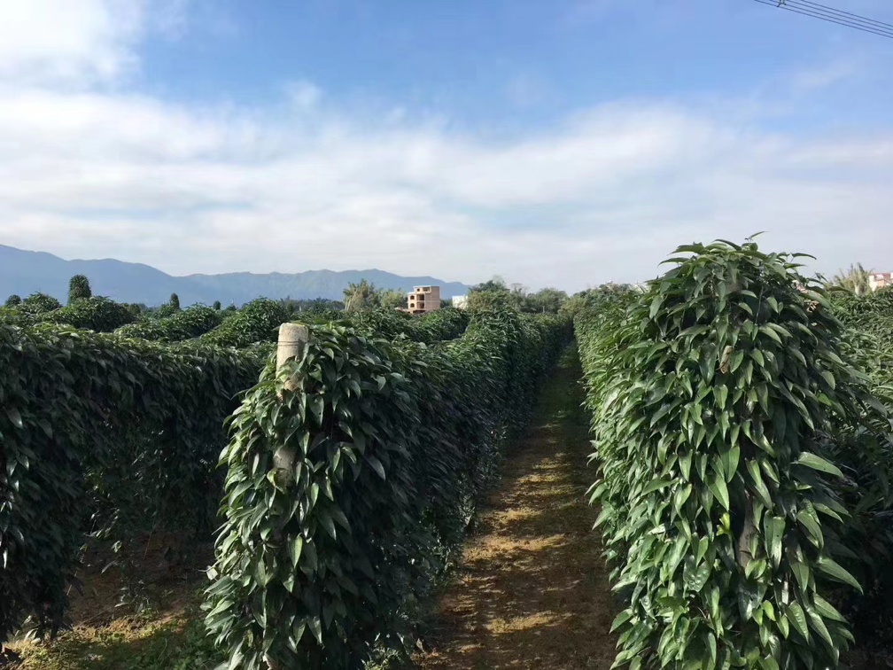 淮山药与温山药的植物形态对比