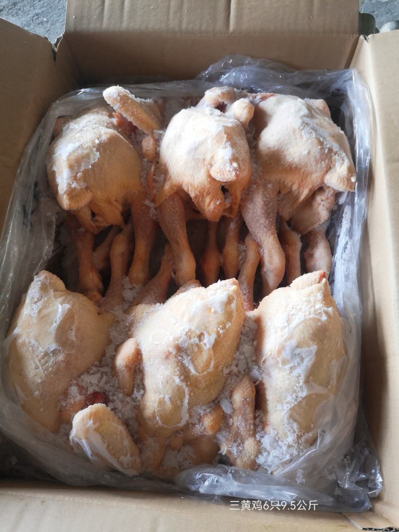 三黄鸡白条（规格齐全）