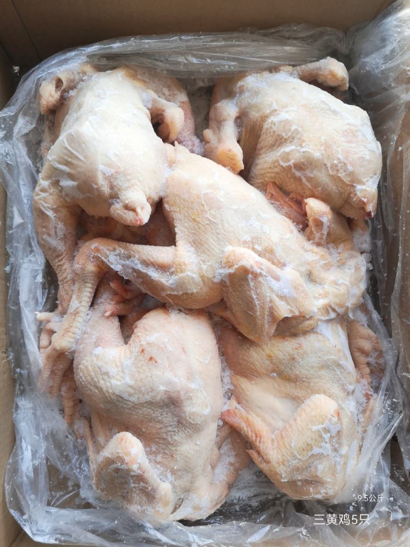 三黄鸡白条（规格齐全）