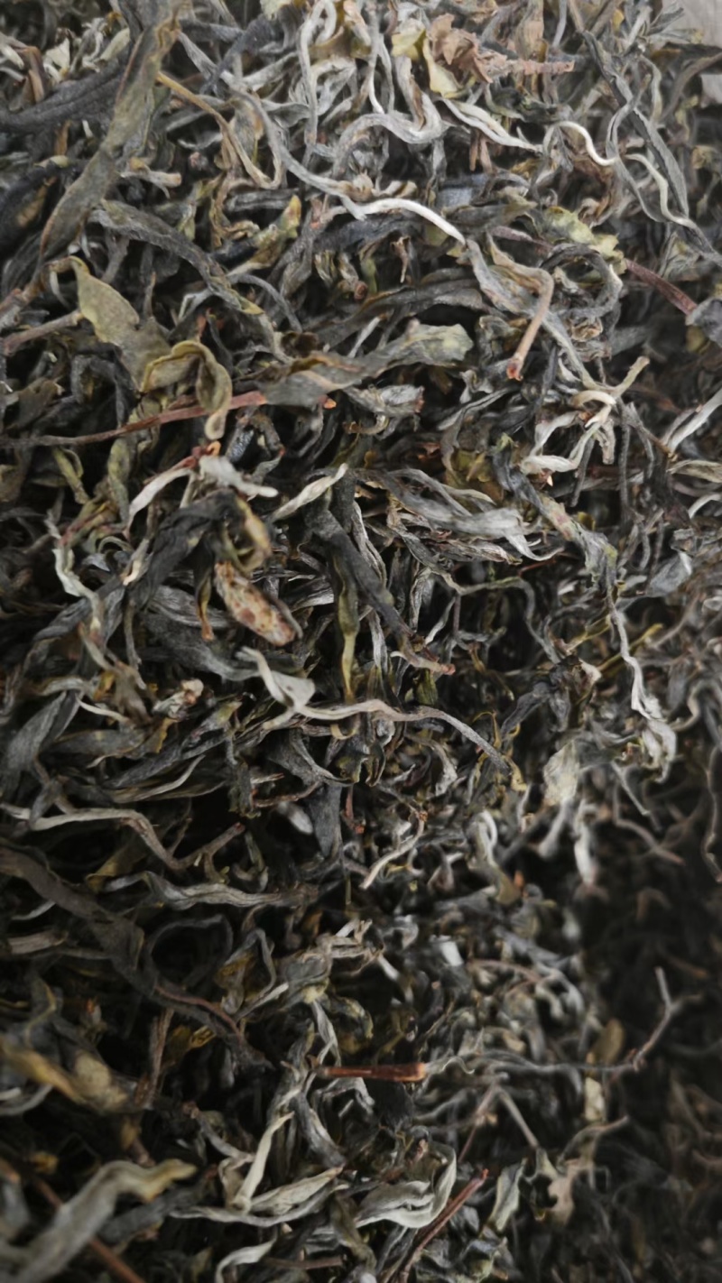 普洱古树大叶茶