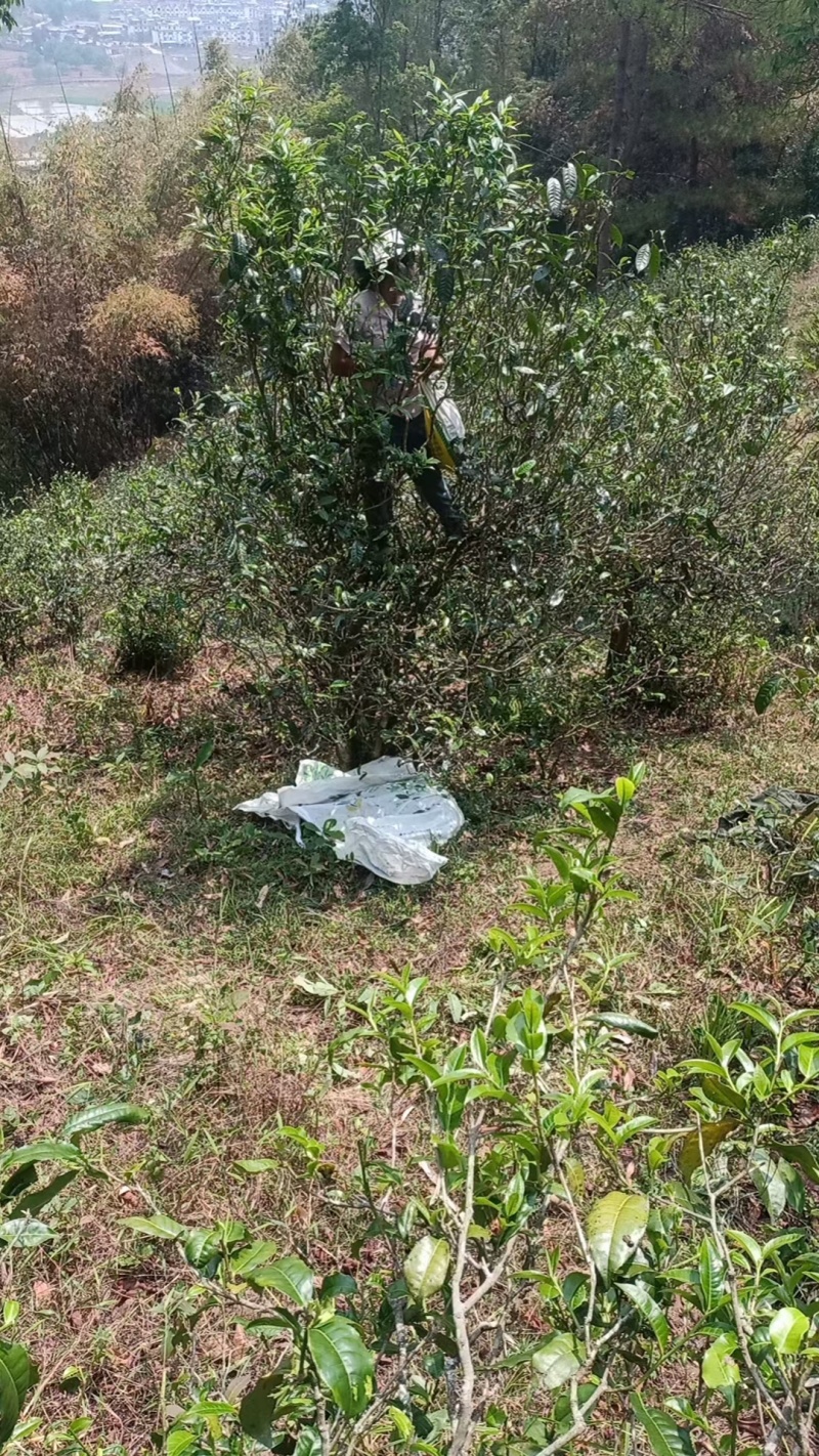 普洱古树大叶茶