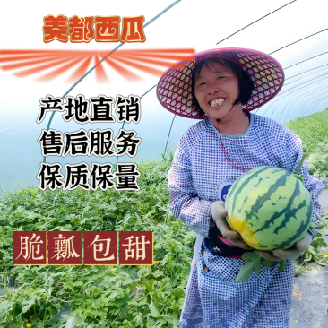 “美都西瓜”专走市场零售对接农户一手货源