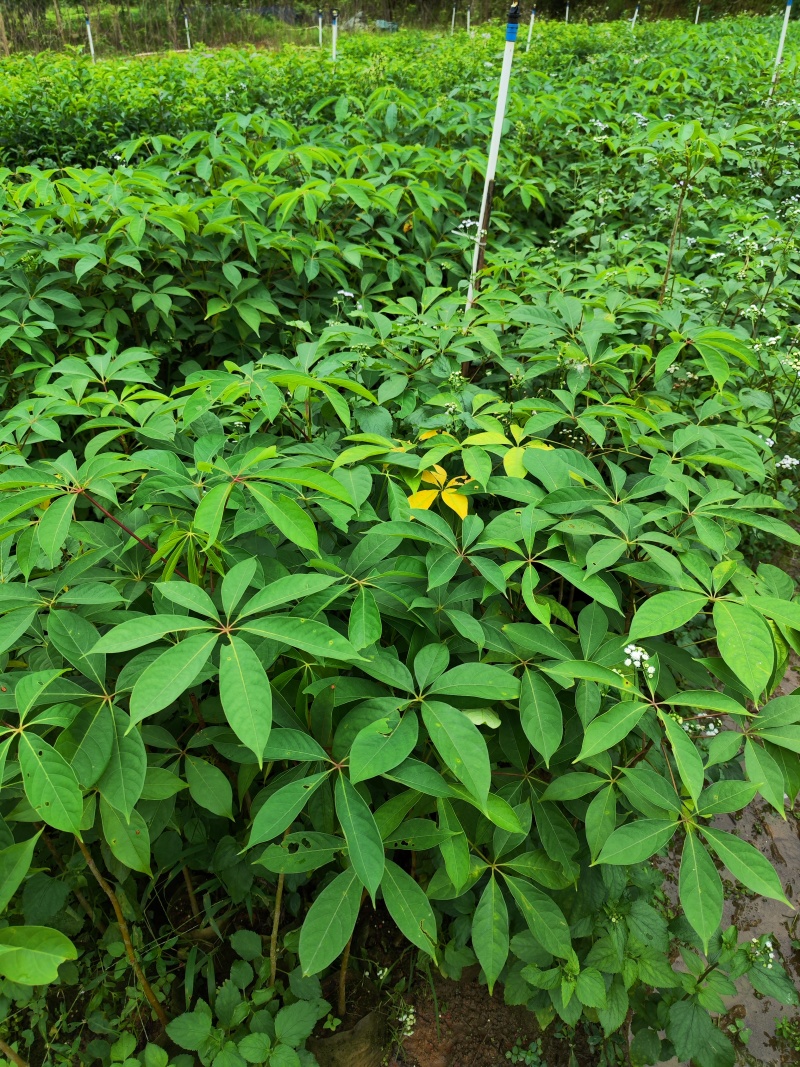 木棉（本地木棉）