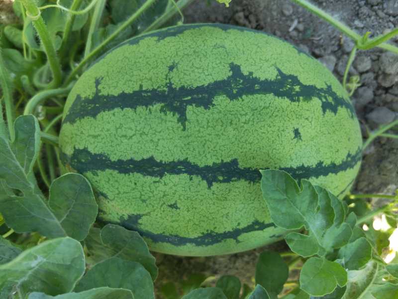 西瓜果肉颜色对比图