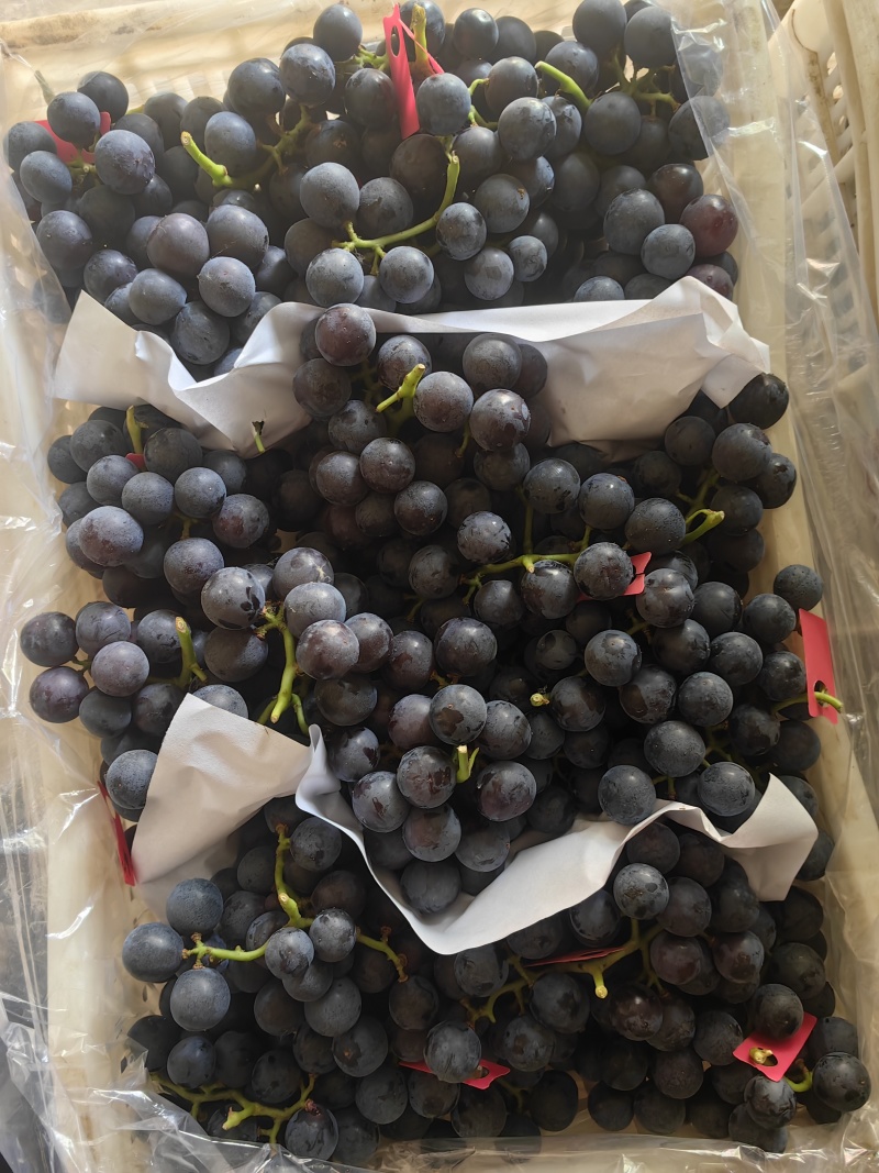 河北葡萄/现货大棚夏黑葡萄大量上市品质优良量大优惠