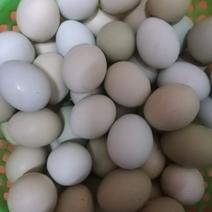 2年的老母鸡生的绿壳蛋1.5元/个