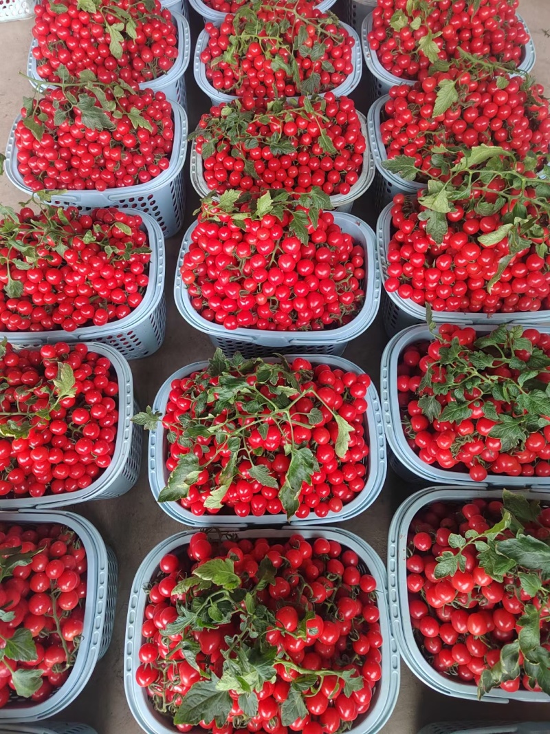 千禧小番茄大量上市中