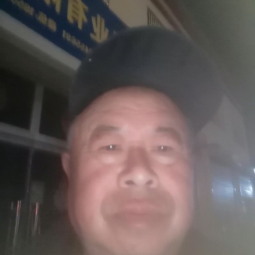 红薯苗，红薯，西瓜红白哈密