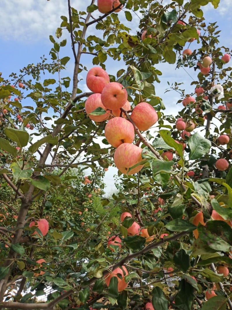 陕西蜜脆苹果