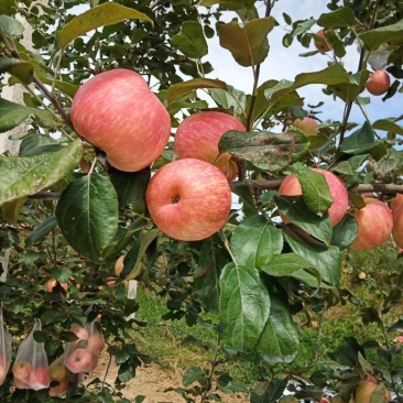 陕西蜜脆苹果