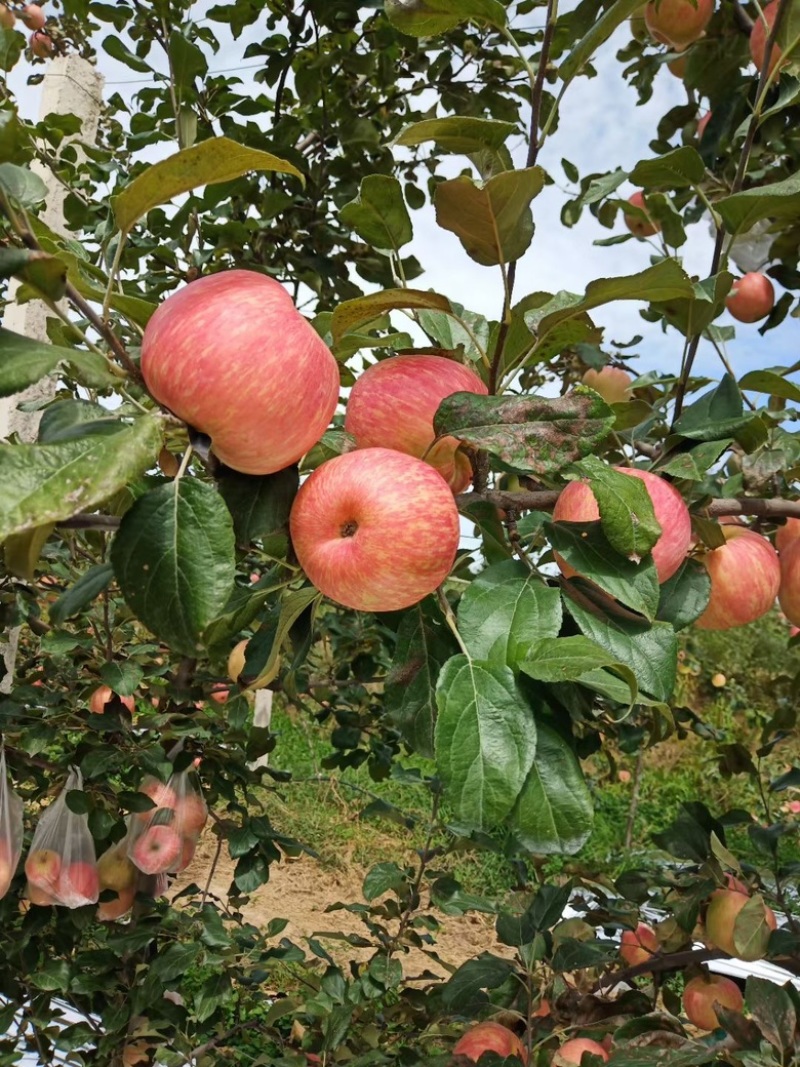 陕西蜜脆苹果