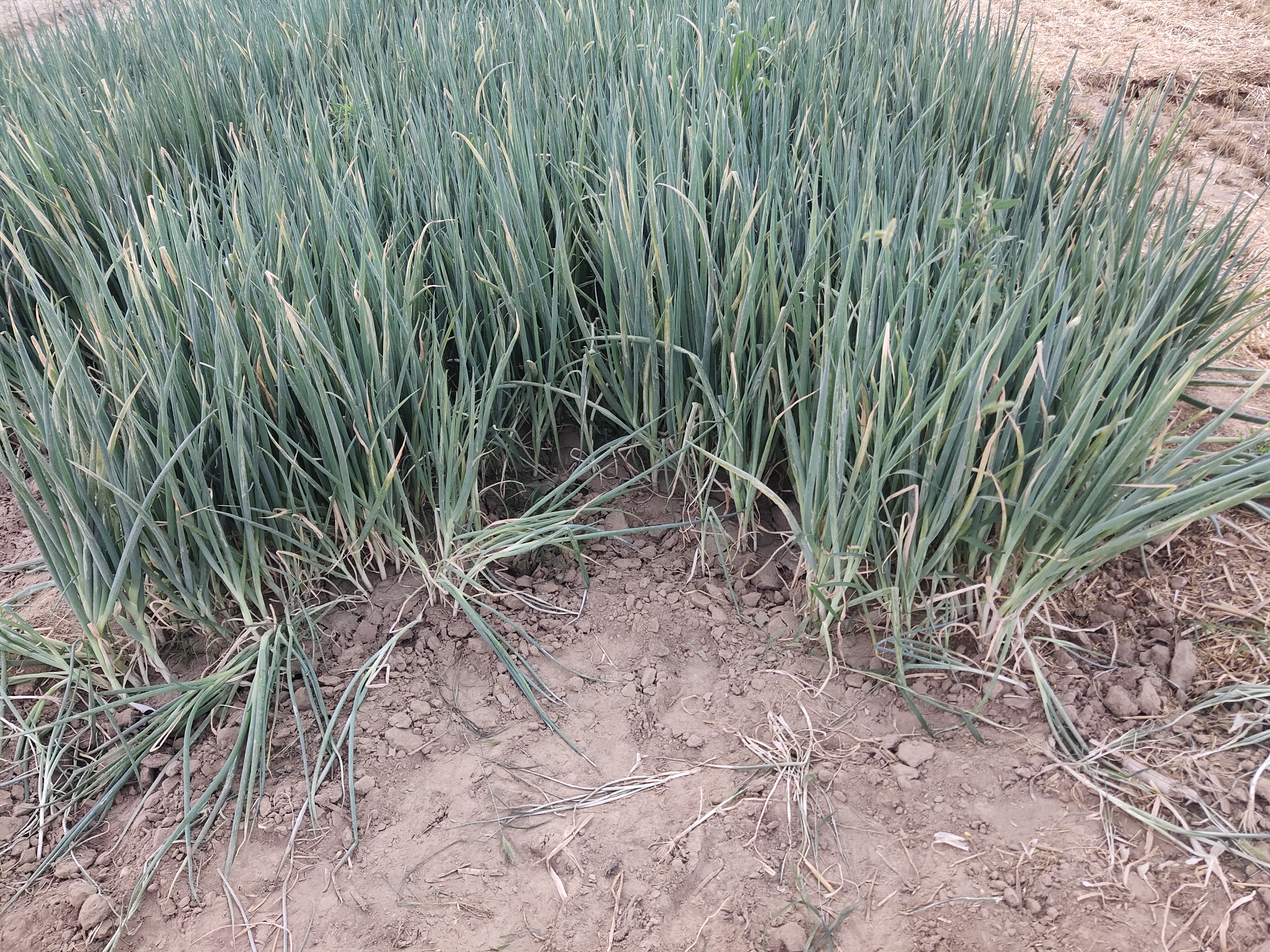 大葱深加工产品展示,包括葱油、葱粉、冻干葱花等产品 大葱深加工产品展示
